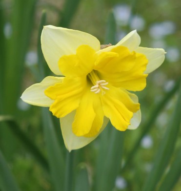 daffodil photo Ann E. Michael