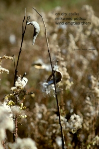 milkweed in autumn Ann E. Michael