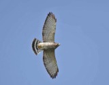 Broad-winged Hawk Flying