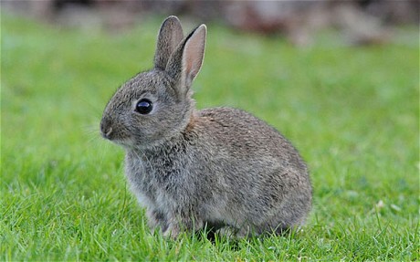 rabbit-014
