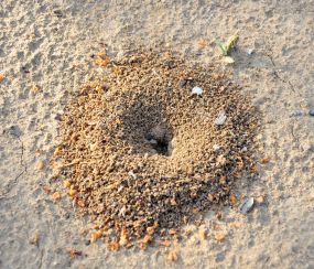 17435196-Sand-anthill-of-excavation-black-ants-Lazius-Stock-Photo.jpg