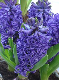 hyacinth burpee