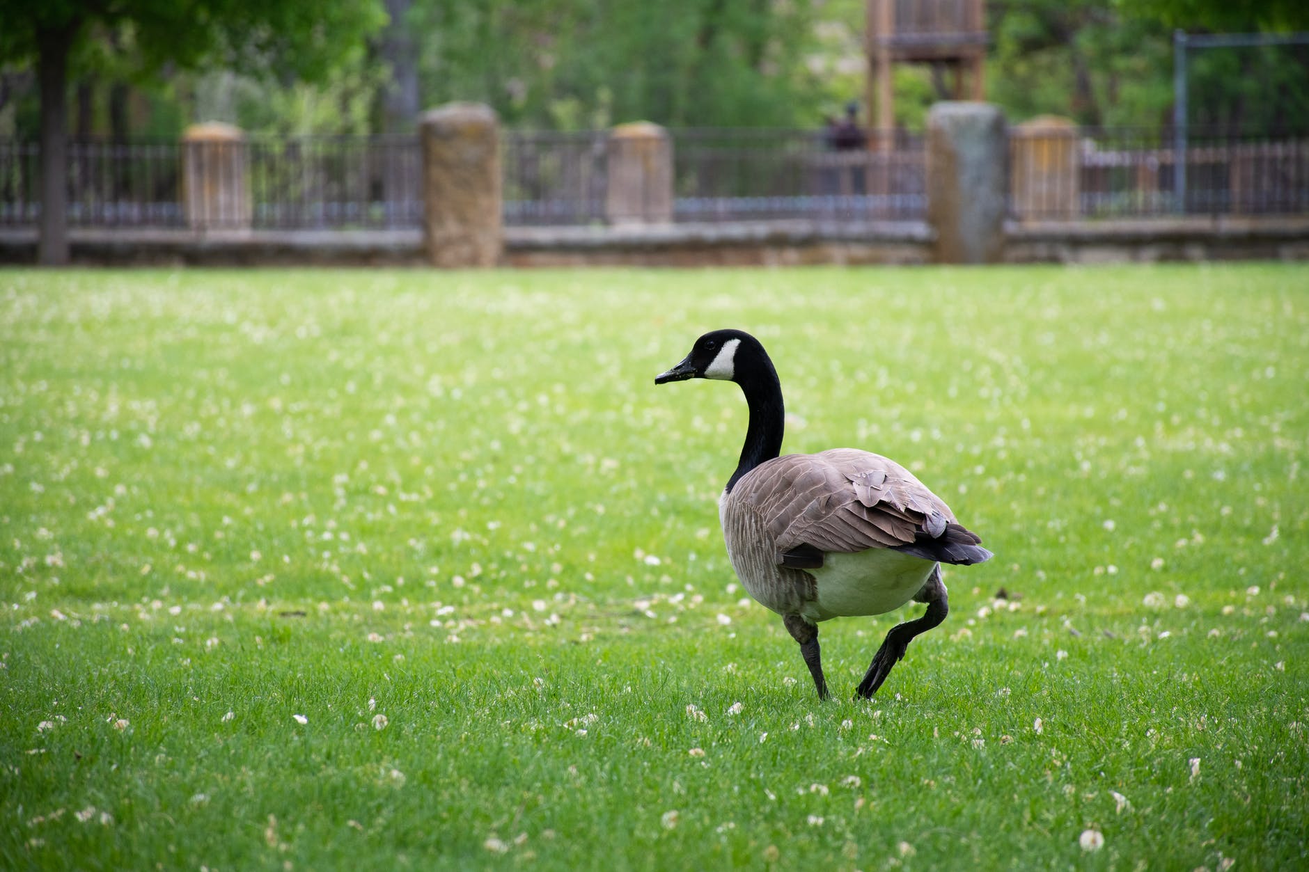 canadian goose on grass field